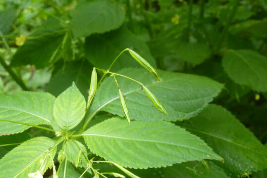 Image of small balsam