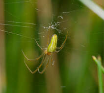 Image de Tetragnatha extensa (Linnaeus 1758)