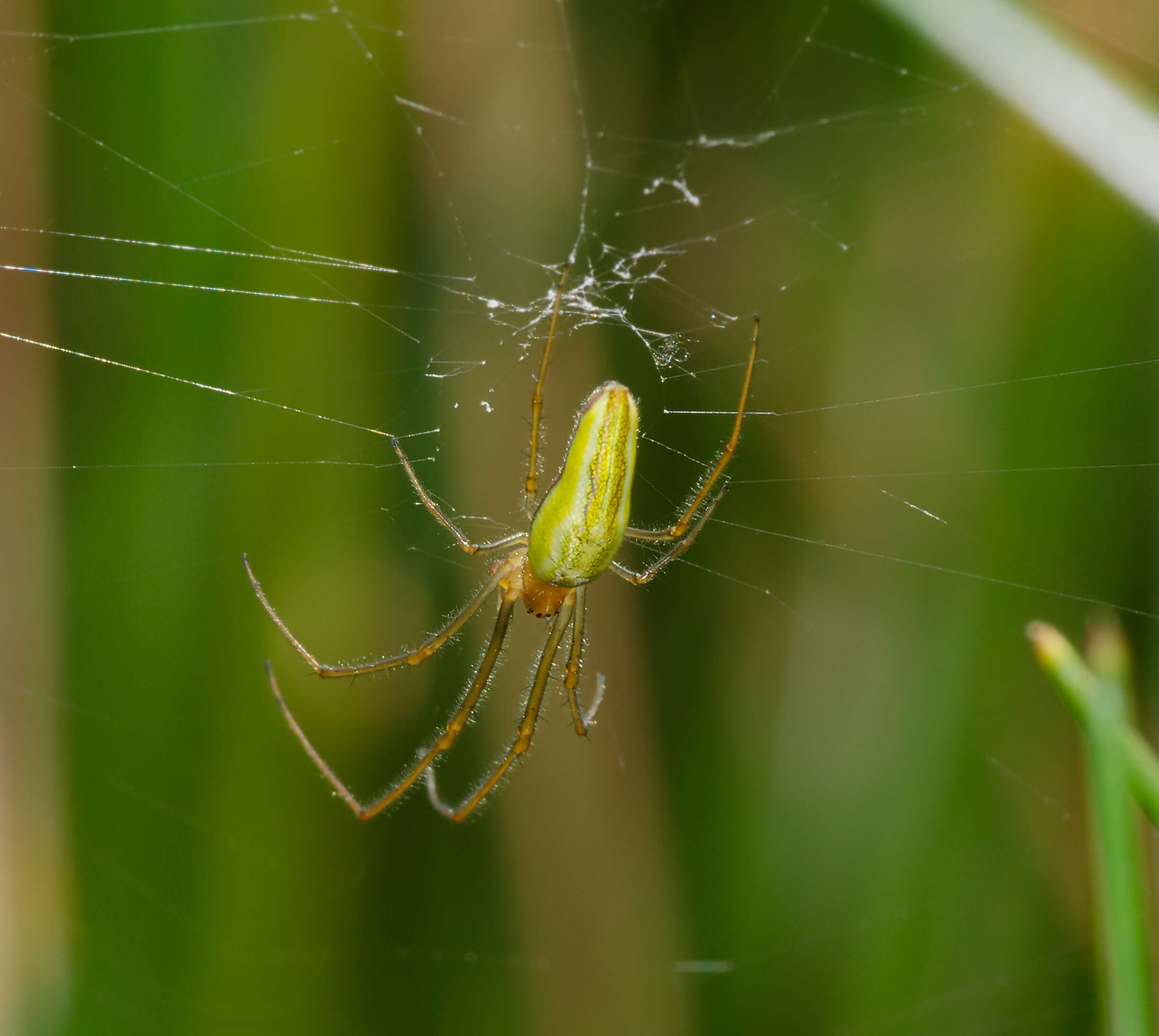 Image de Tetragnatha extensa (Linnaeus 1758)