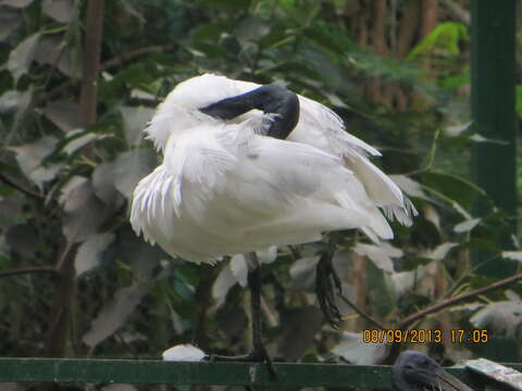 Image of Black-headed Ibis