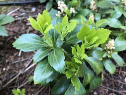 Image of Japanese pachysandra