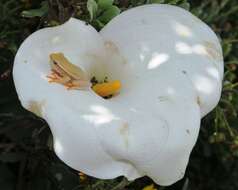 Image of Arum lily frog