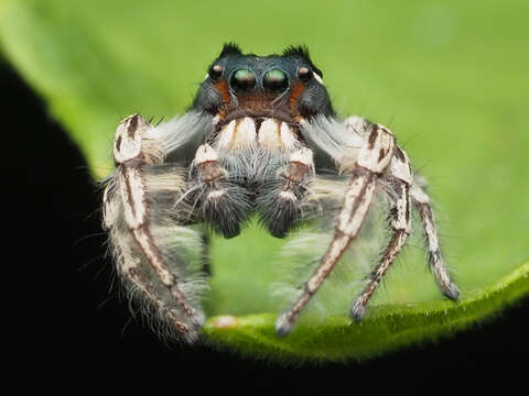 Image of Phidippus putnami (Peckham & Peckham 1883)