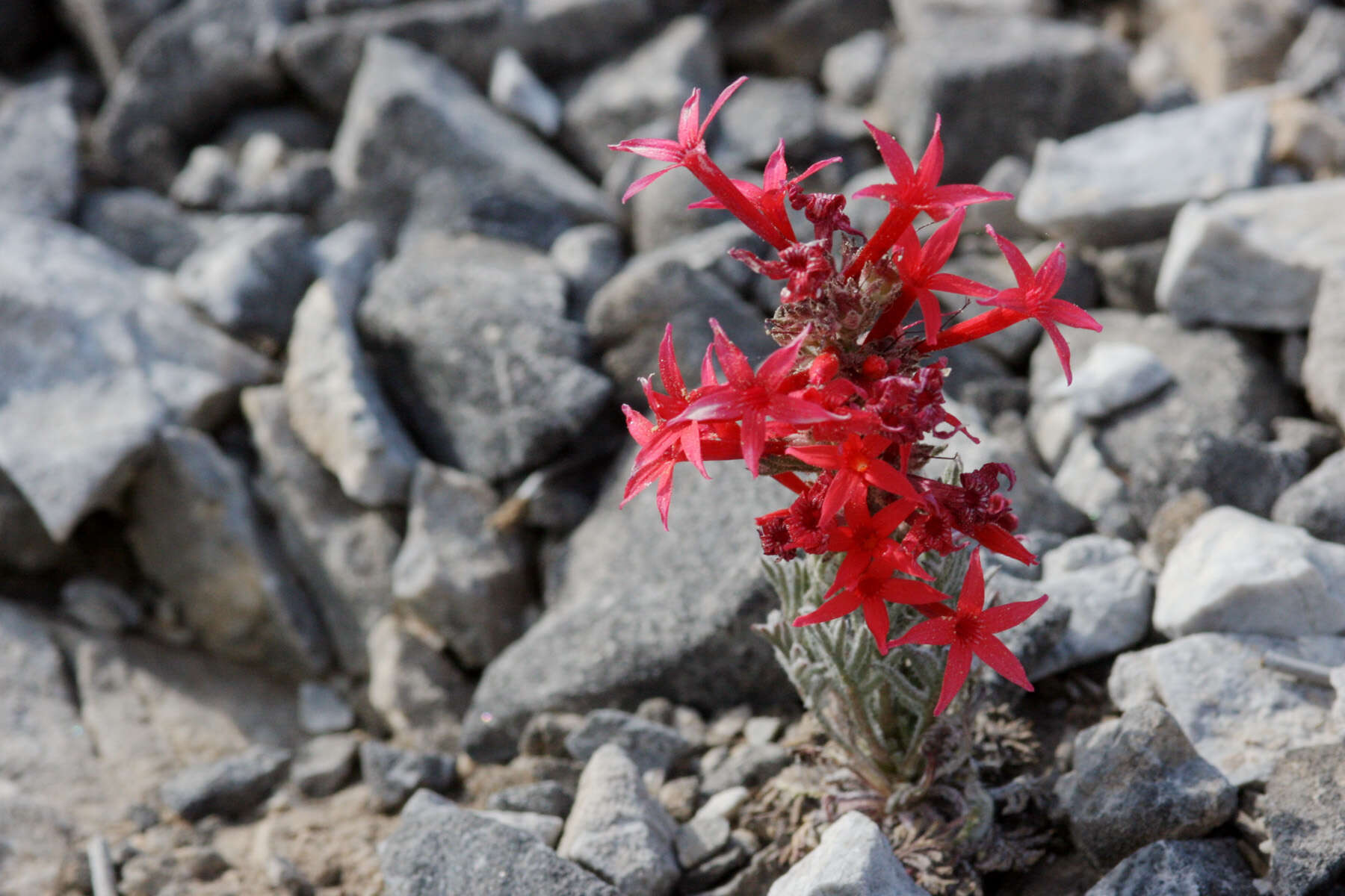 Image of Arizona ipomopsis