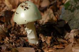 Image of Death cap