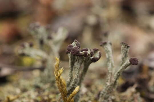 Image of cup lichen