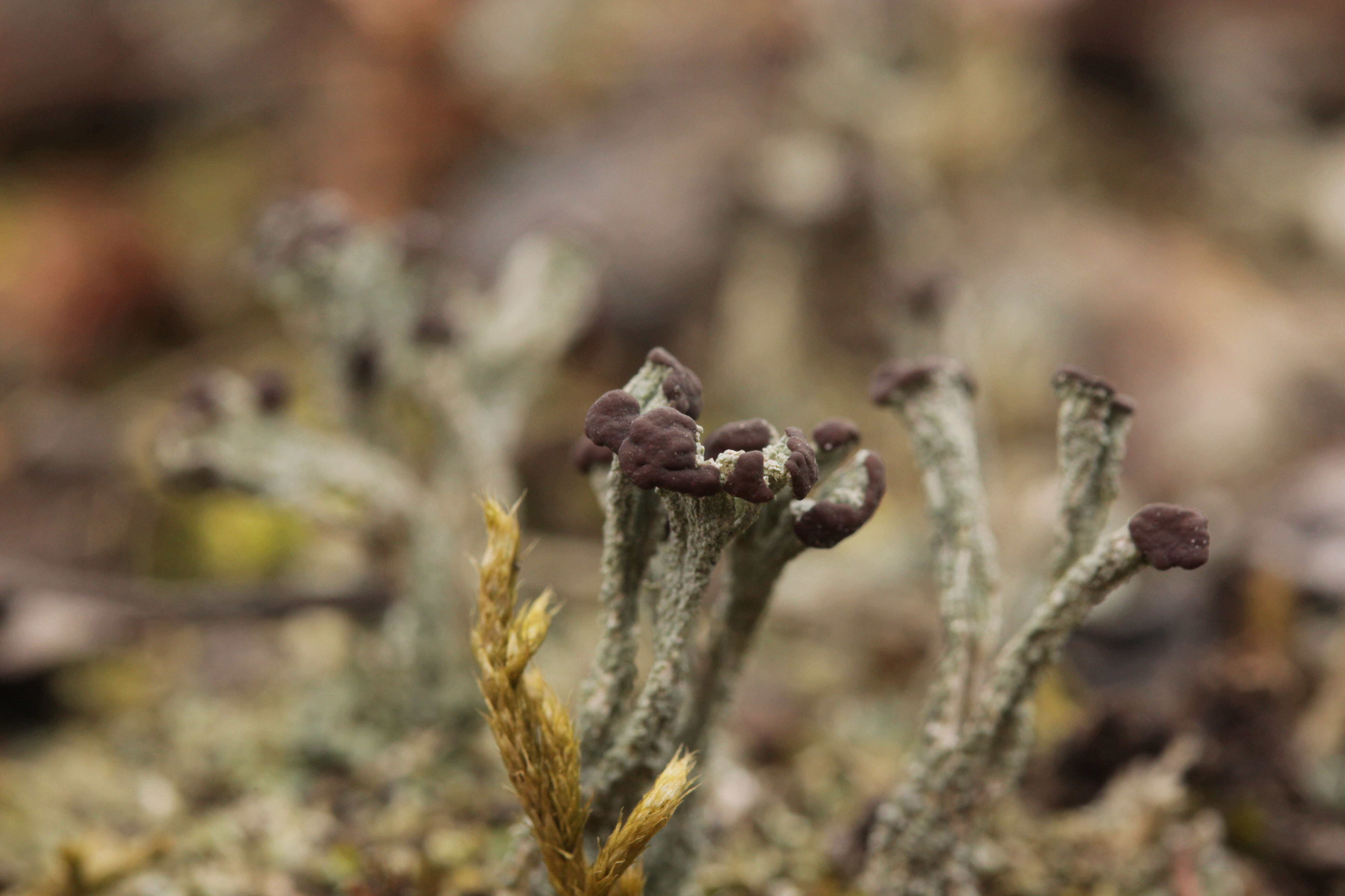 Image of cup lichen