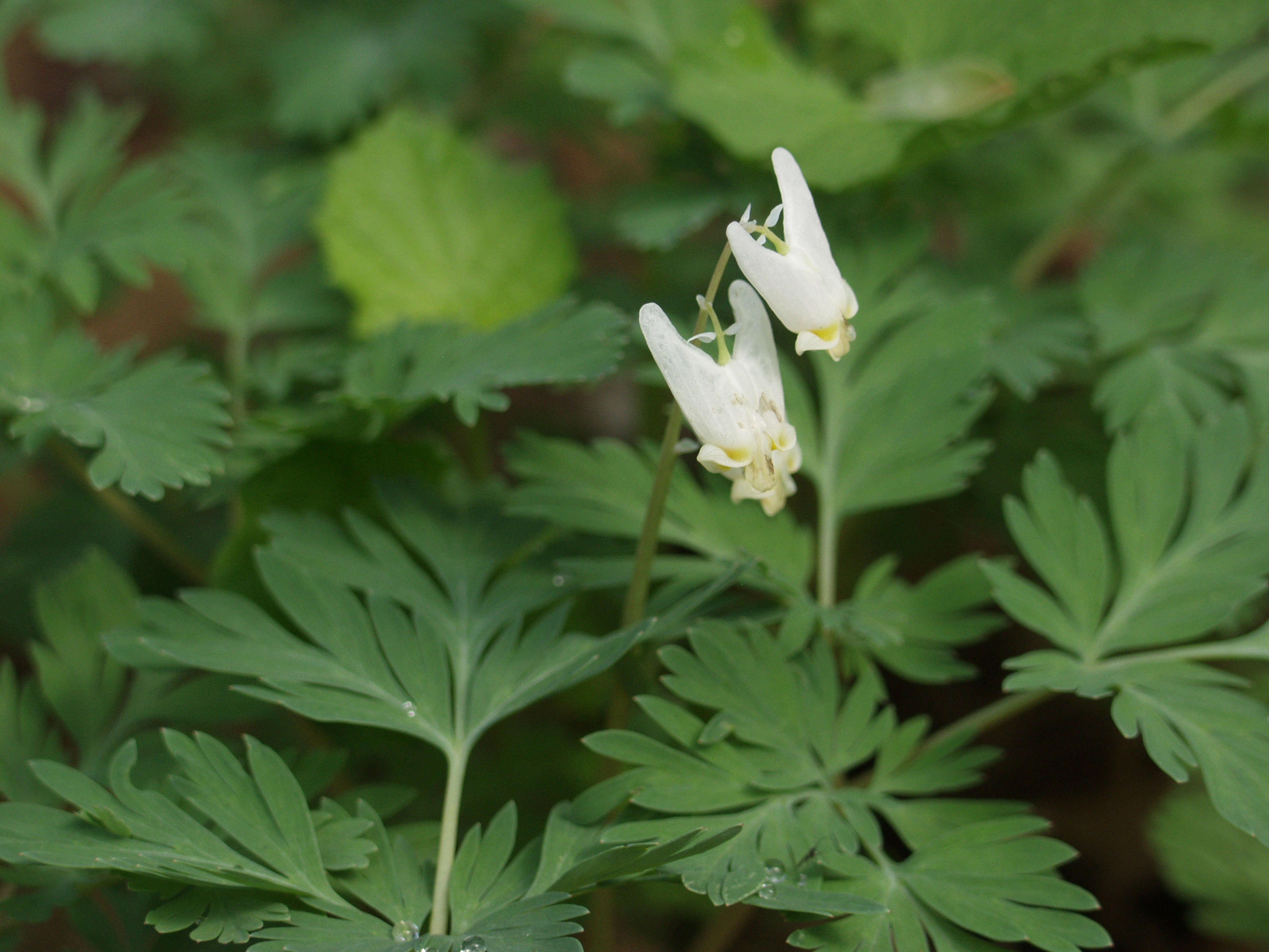 Image of dutchman's breeches