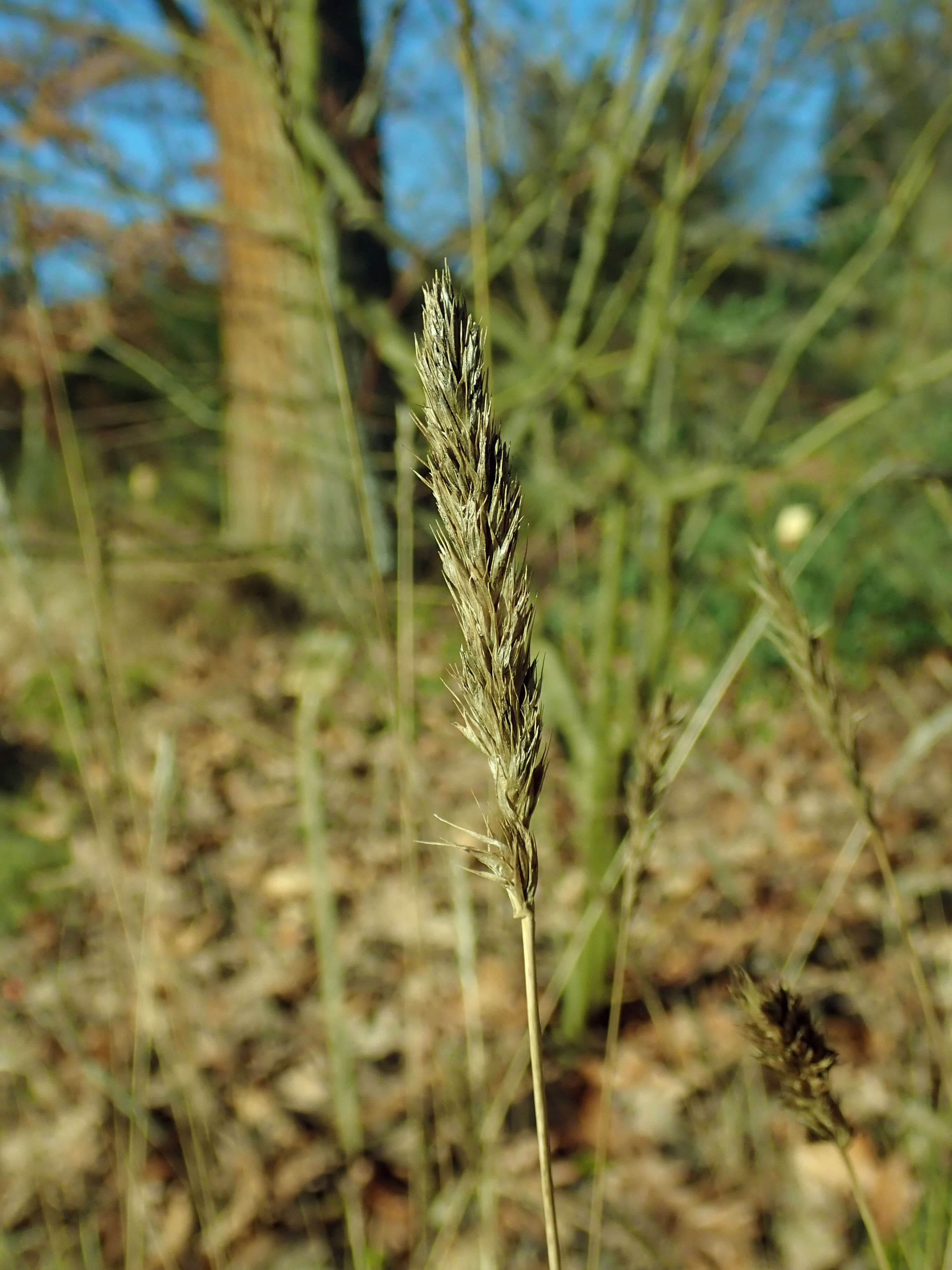 Image of autumn moor grass