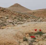 Image de Tulipa systola Stapf