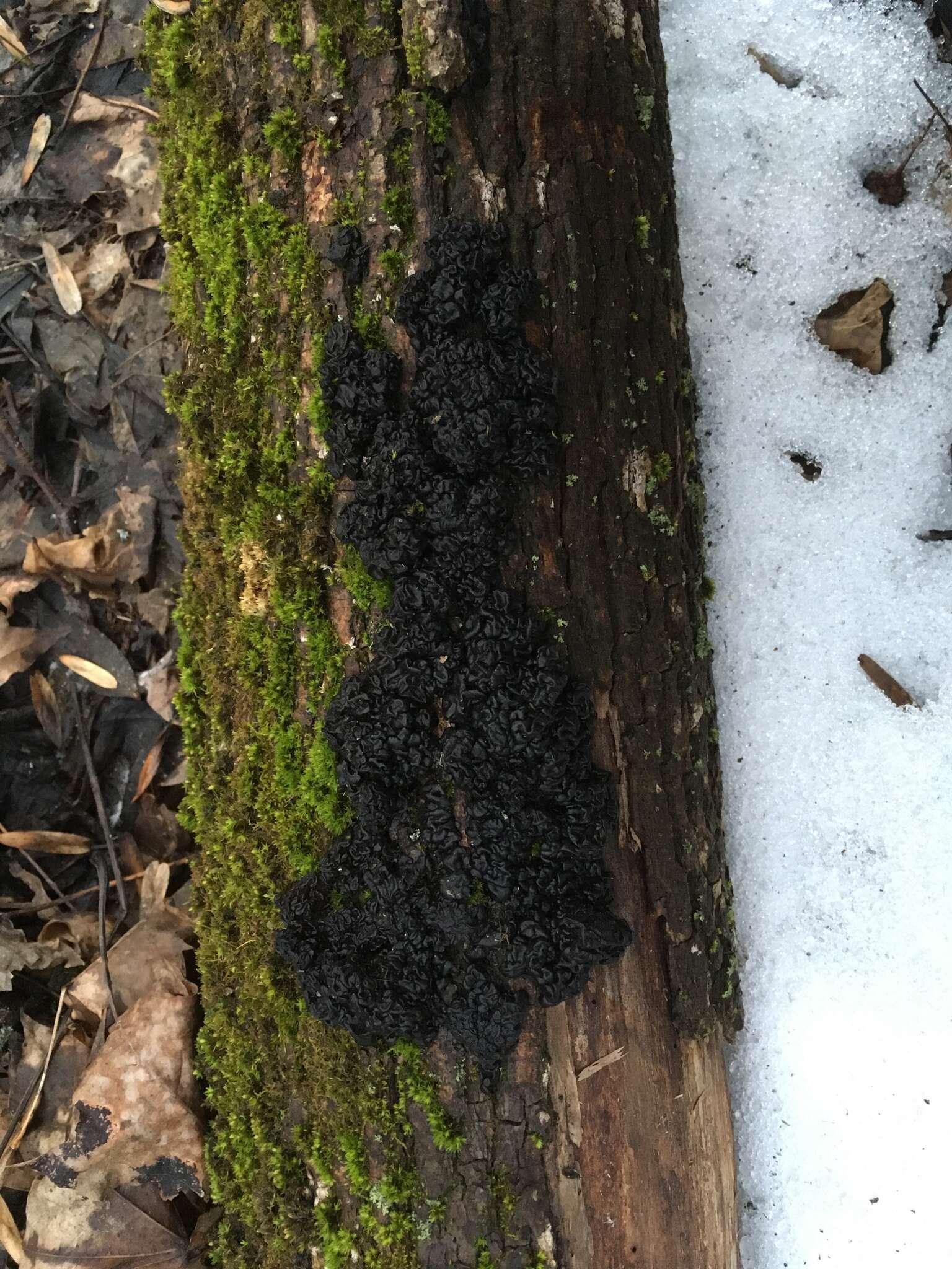 Image of Black Witches' Butter