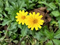 Image of Bay Biscayne creeping-oxeye