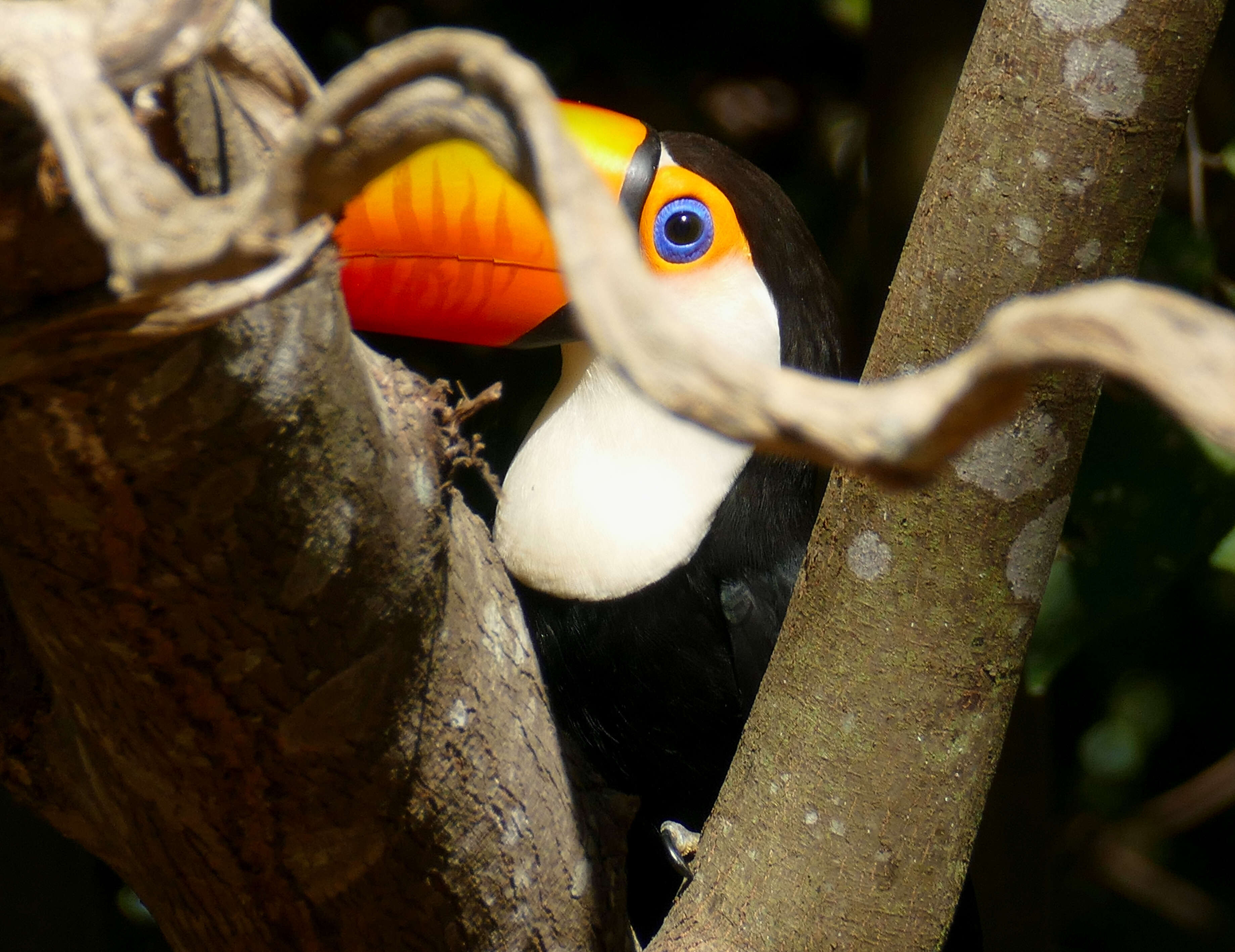 Image of Toco Toucan