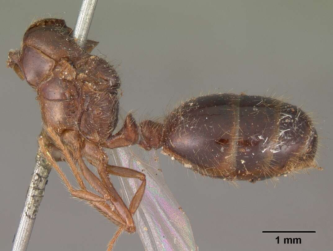 Solenopsis geminata (Fabricius 1804) resmi