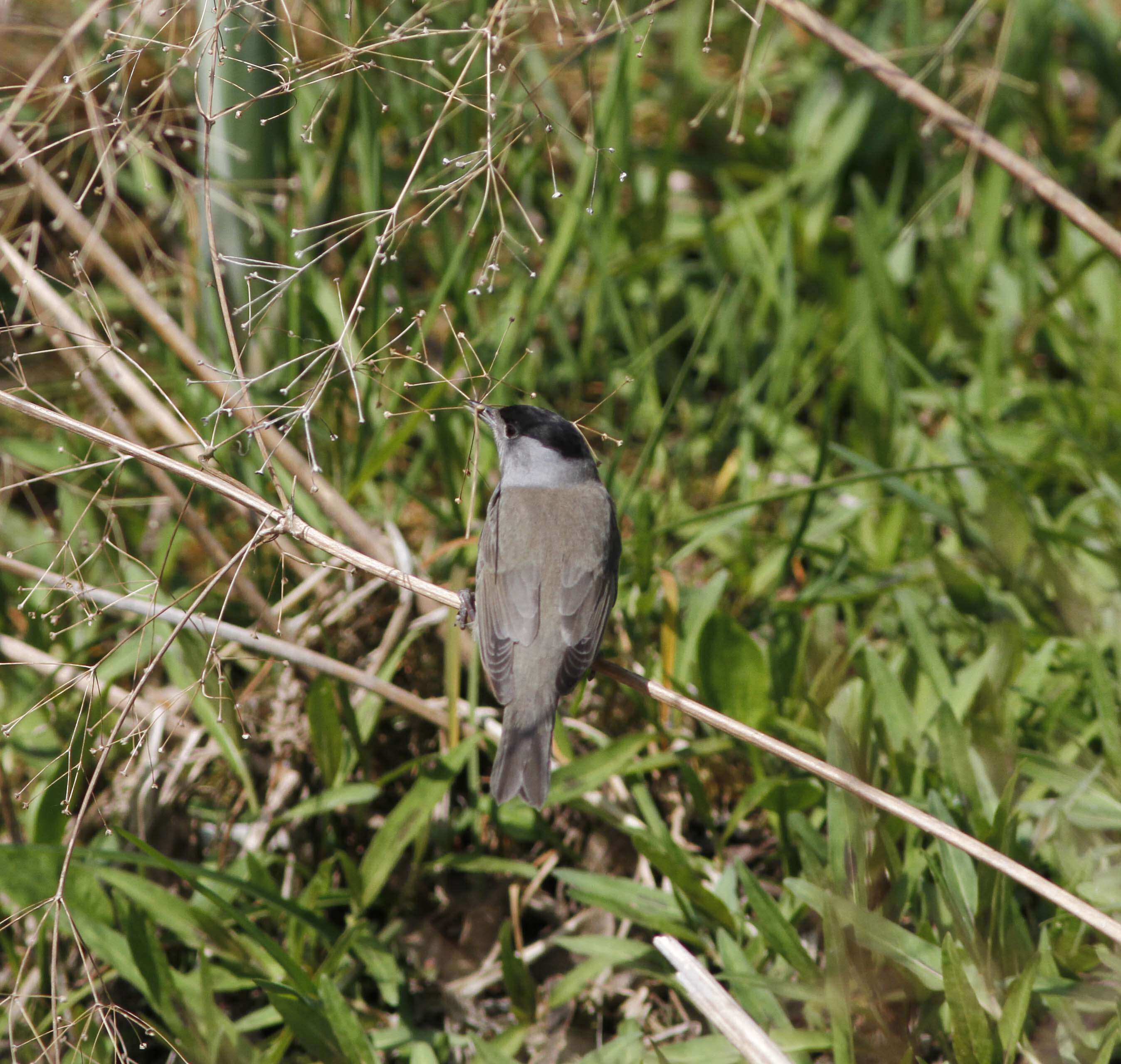 Image of Blackcap