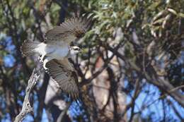 Image of ospreys