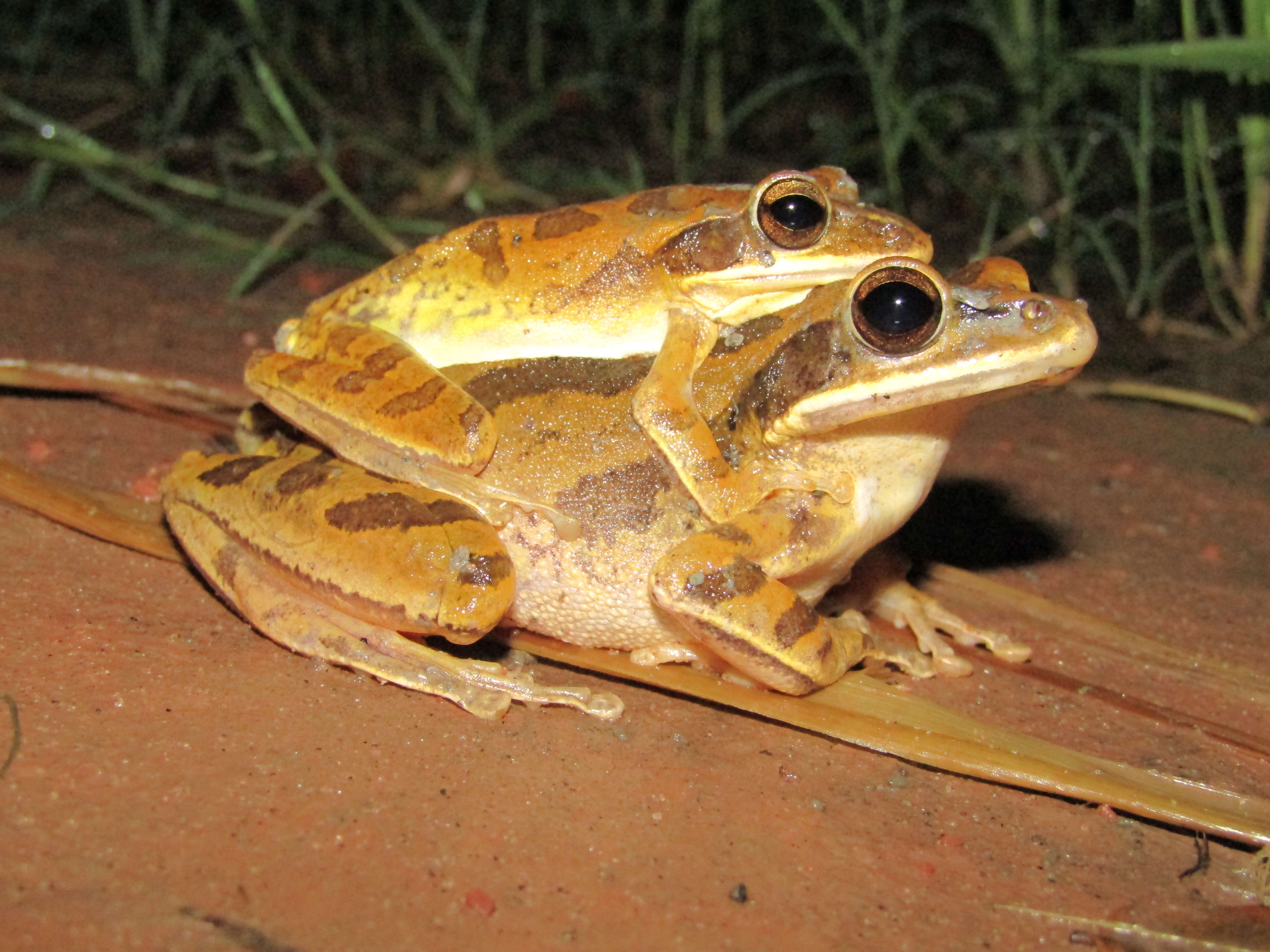 Image of Polypedates Tschudi 1838