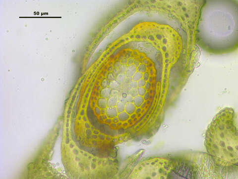 Image of distichium moss