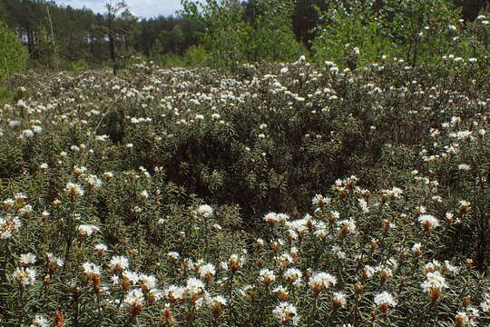 Imagem de Rhododendron tomentosum (Stokes) Harmaja