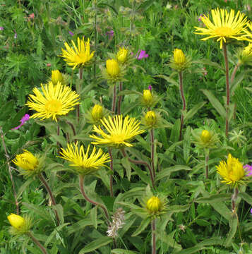 Image of Inula hirta