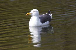 Image of Lesser Black-backed Gull