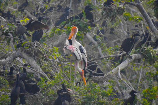 Image of Painted Stork