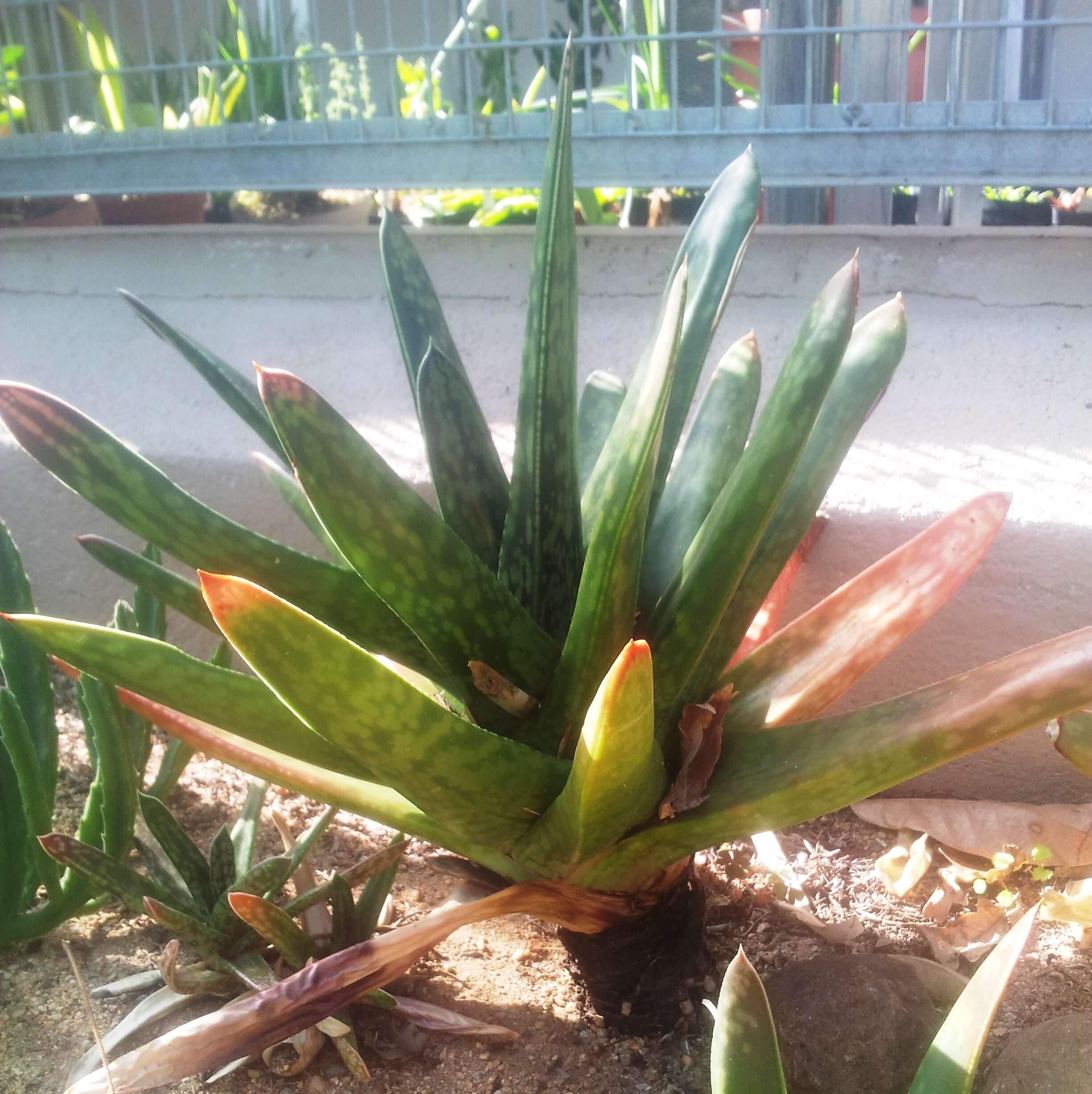 Image of Gasteria obliqua (Aiton) Duval