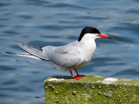 Image of Common Tern