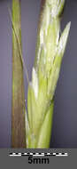 Image of puffsheath dropseed