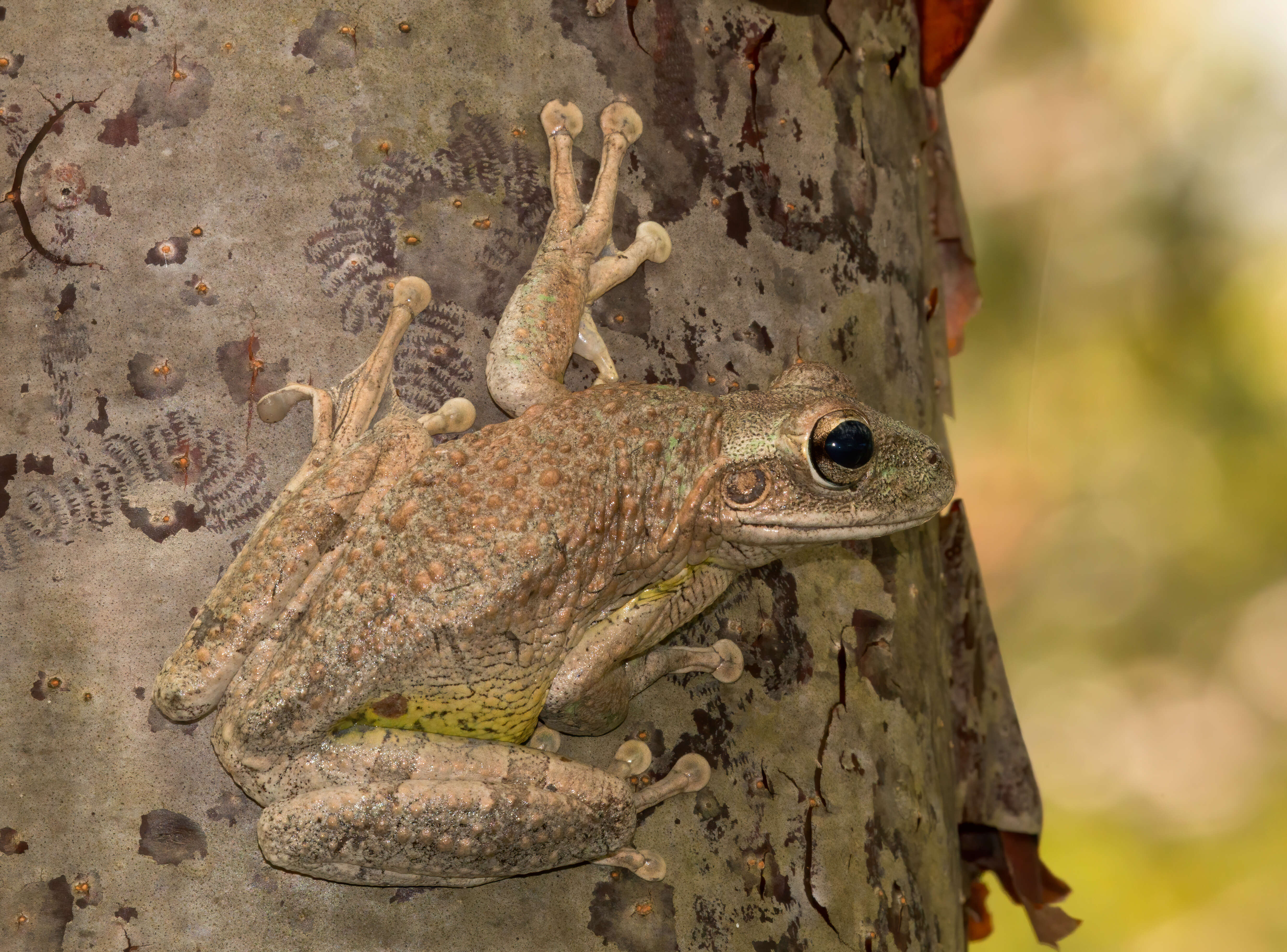 Image of Cuban Treefrog