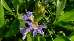 Imagem de Scaevola calendulacea (Kenn.) Druce