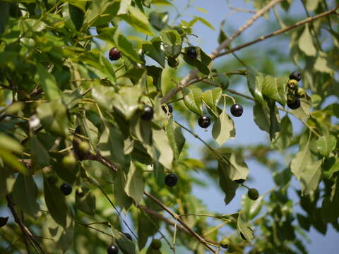 Image of Sandalwood