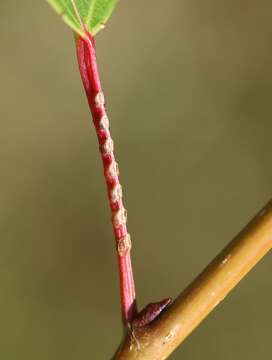 Image of Black Poplar