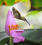 Image of Streaked Spiderhunter