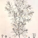 Image of Bocagea viridis A. St.-Hil.