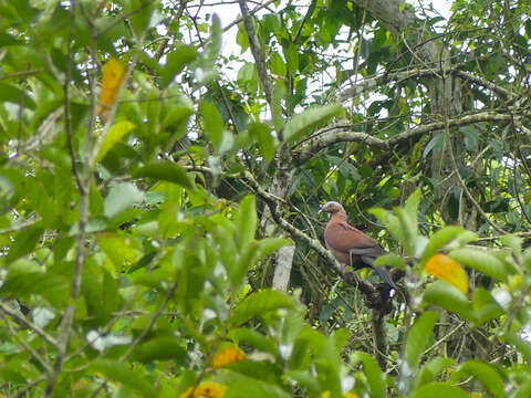 Image of Pale-capped Pigeon