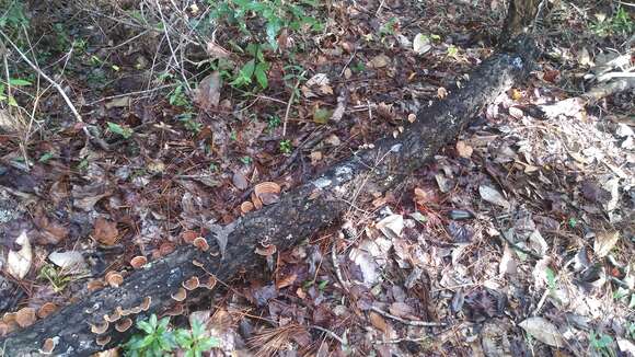 Image of False turkeytail