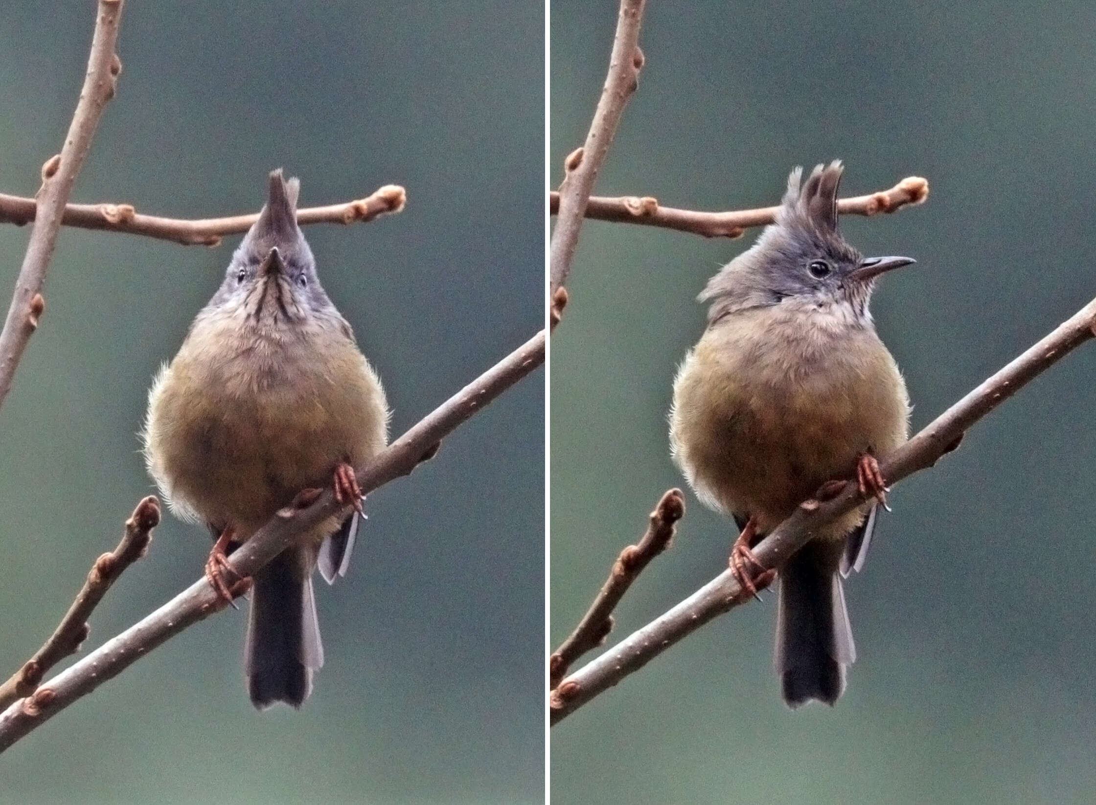 صورة Yuhina gularis Hodgson 1836