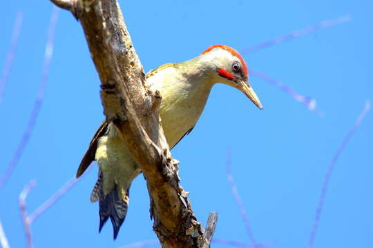 Image of Iberian Green Woodpecker