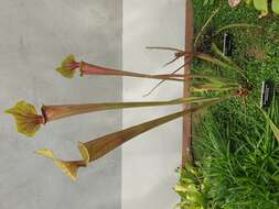 Image of Yellow pitcher plant