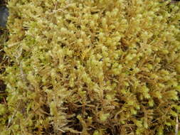 Image of Electrified Cat's Tail Moss