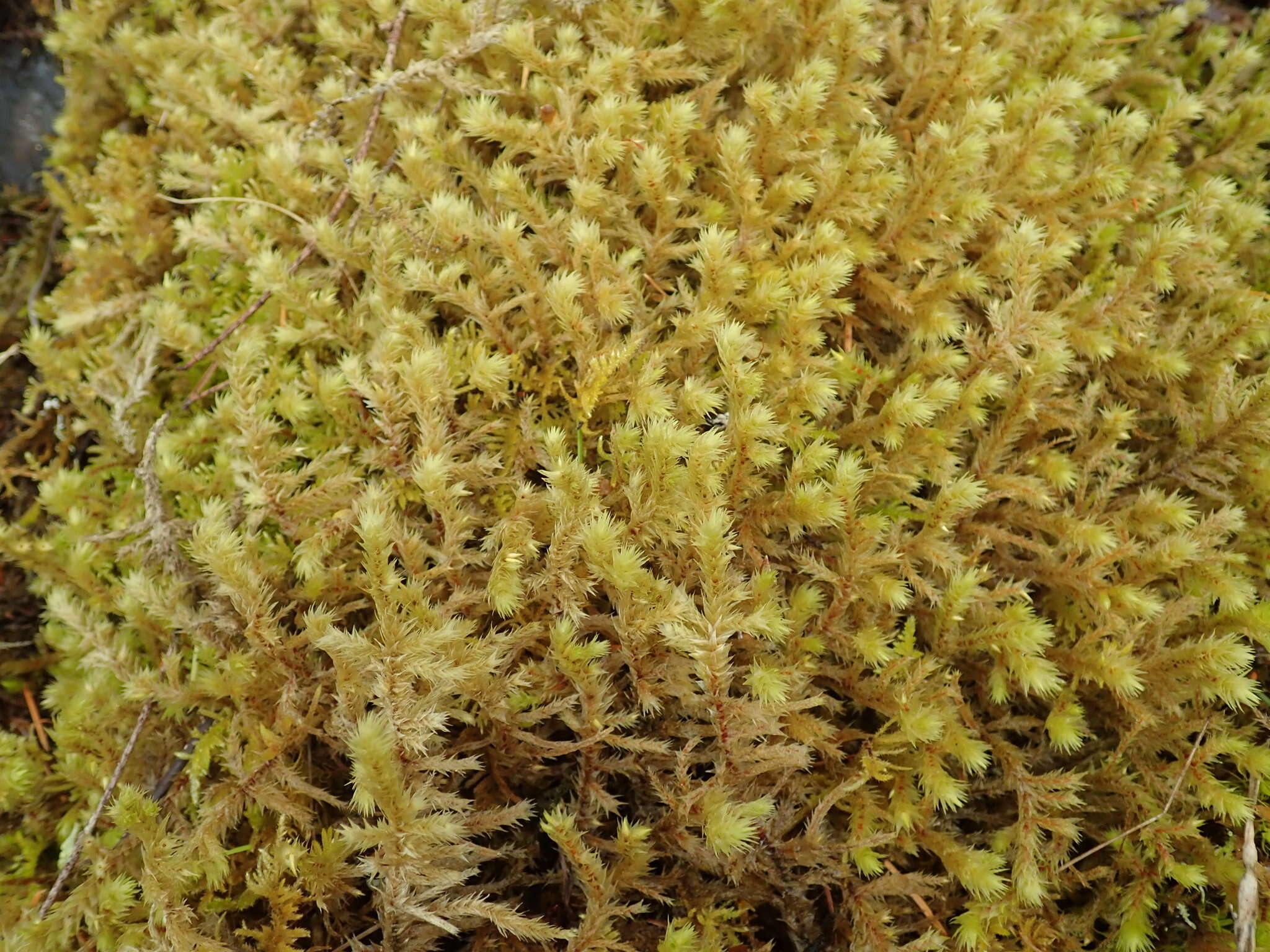 Image of Electrified Cat's Tail Moss