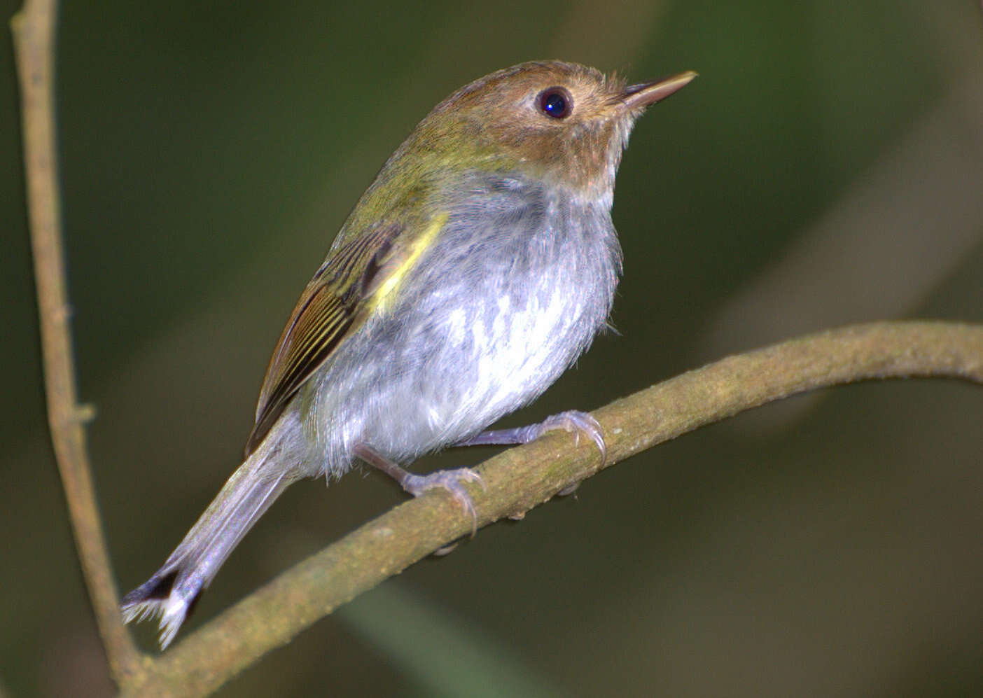 Image of Fork-tailed Pygmy-Tyrant