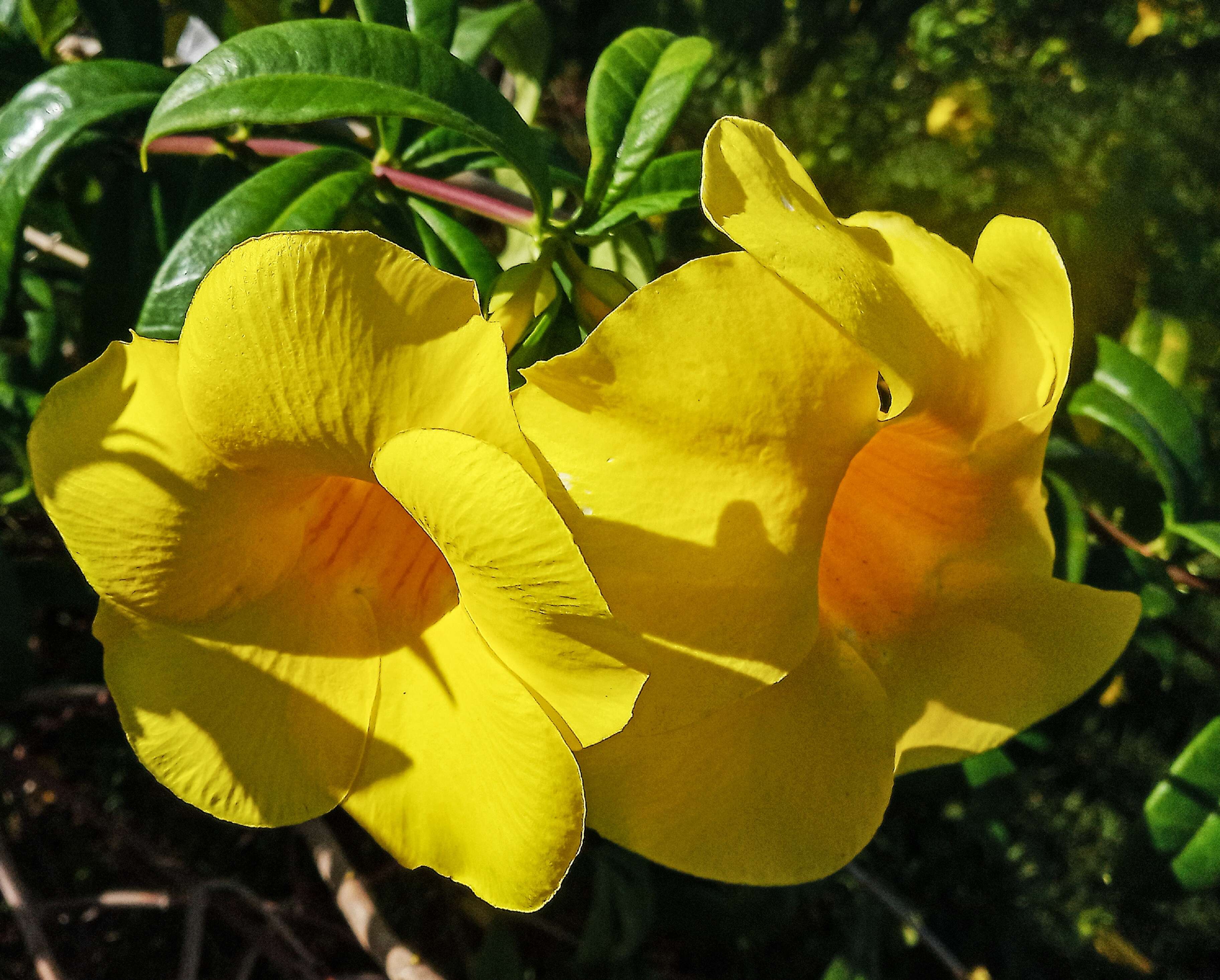 Image of golden trumpet