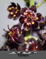 Image of black false hellebore