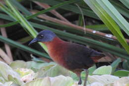 Image of Ruddy Crake