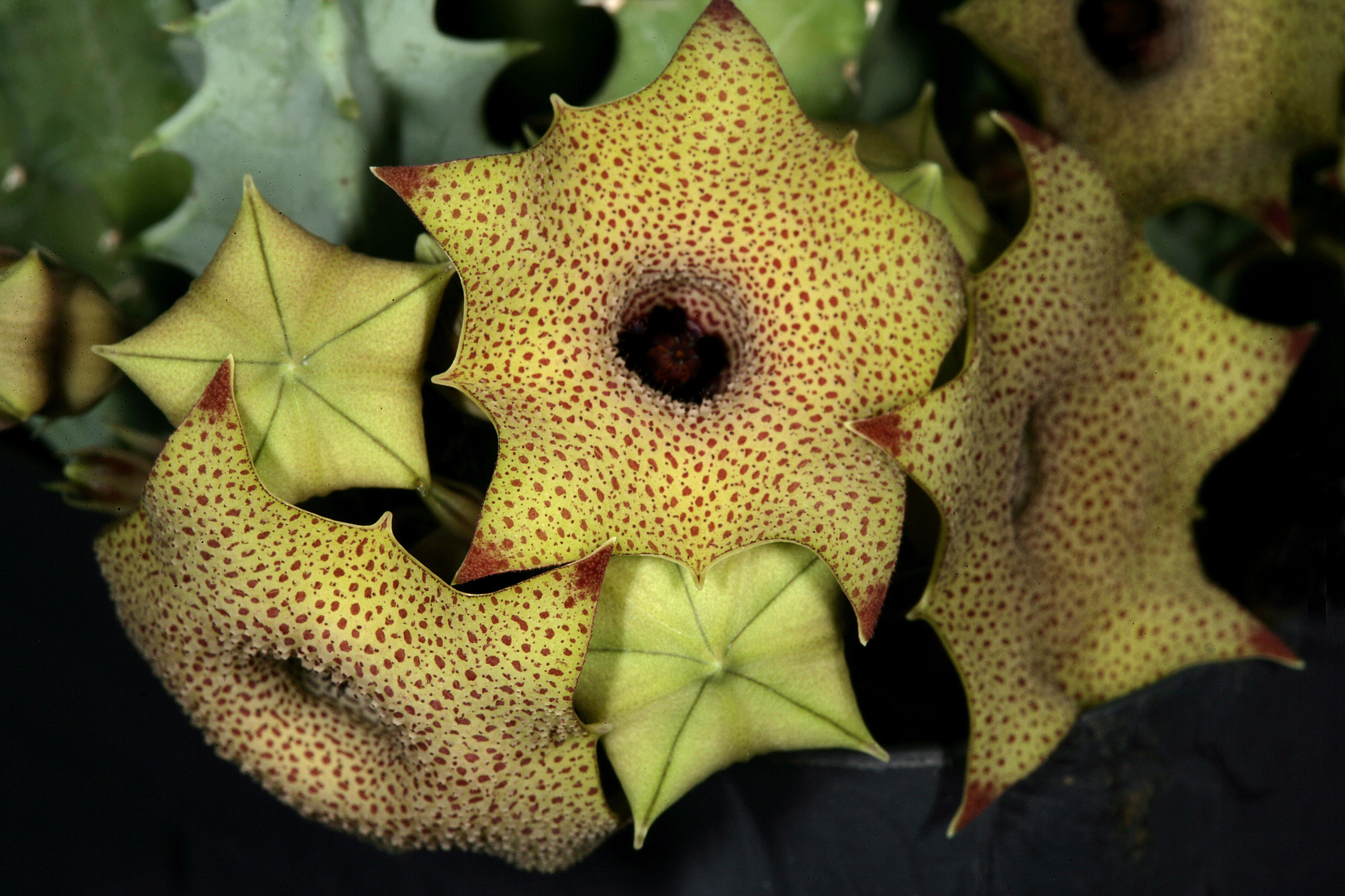 Imagem de Ceropegia thuretii (F. Cels) Bruyns