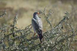 Image of Pale Chanting Goshawk