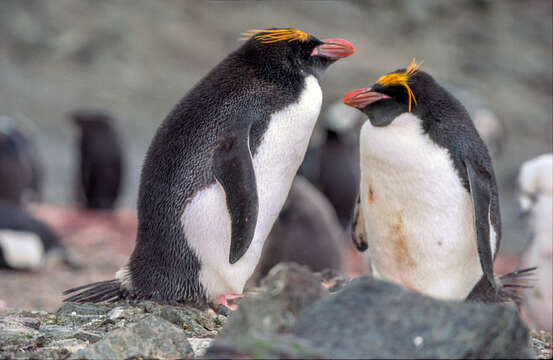 Image of Macaroni Penguin