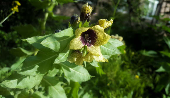 Image of black henbane